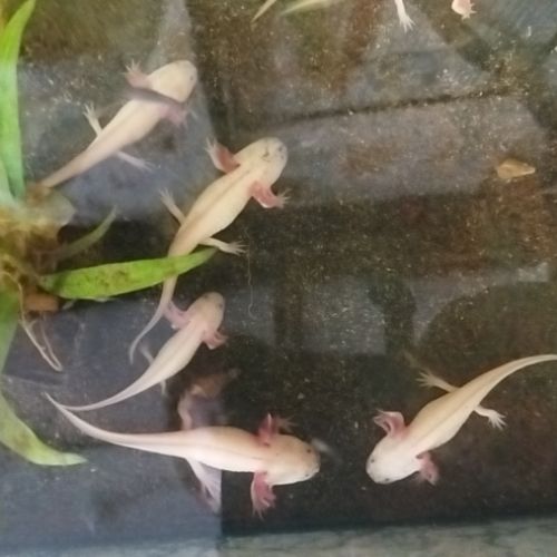 Axolotls disponibles