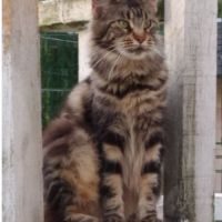 Chatons maine coon loof. #2