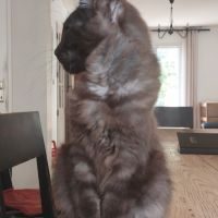 Chatons maine coon loof. #4