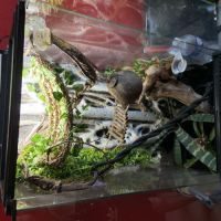 Gecko à crête et terrarium #1