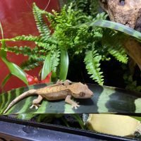 Gecko à crête et terrarium #2