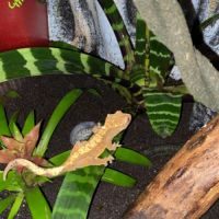 Gecko à crête et terrarium