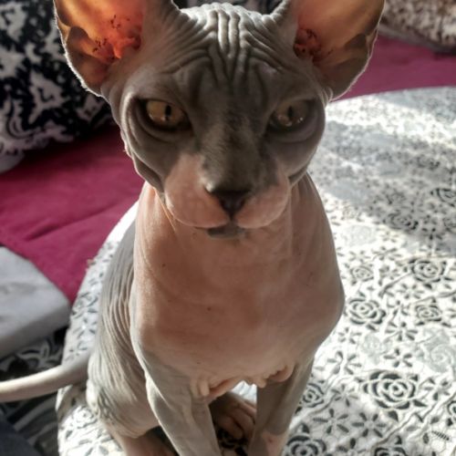 Vente chatons sphynx pur race