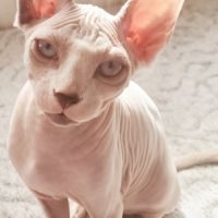 Vente chatons sphynx pur race #1