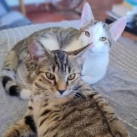 Suricate et ulysse : chatons