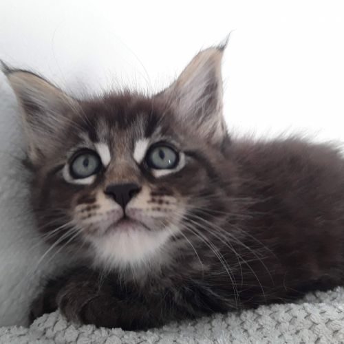 Chatons maine coon #2