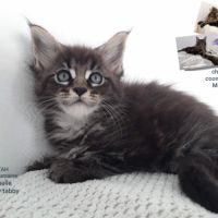Chatons maine coon #3