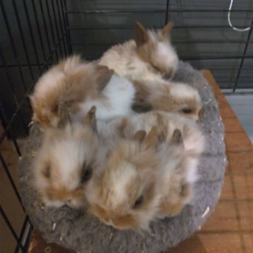Bébés lapins nains