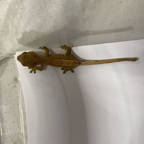 Gecko a crete juvenile #1
