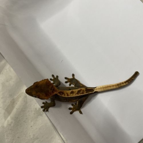 Gecko a crete juvenile #3