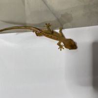 Gecko a crete juvenile #2