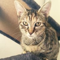 Esmee, adorable chaton à l'adoption