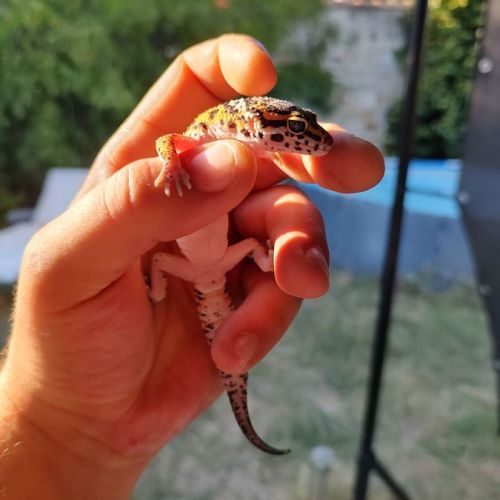 Gecko léopard macksnow juvénile à l'adoption #7