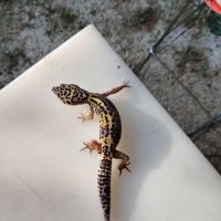 Gecko léopard macksnow juvénile à l'adoption #1