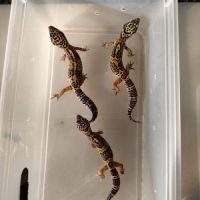 Gecko léopard macksnow juvénile à l'adoption #2