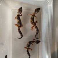 Gecko léopard macksnow juvénile à l'adoption #3