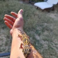 Gecko léopard macksnow juvénile à l'adoption #6