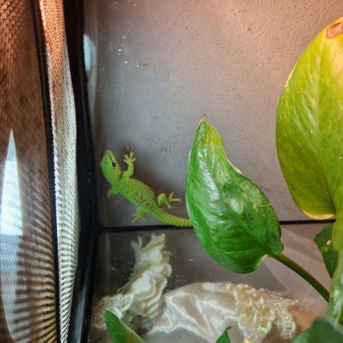 Gecko de madagascar bébé #0