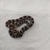 Jeunes serpents des blés pantherophis guttatus #1
