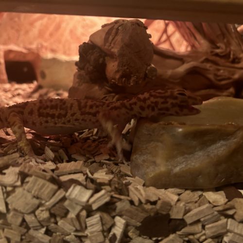Magnifique terraruim équipé d’un couple gecko #3
