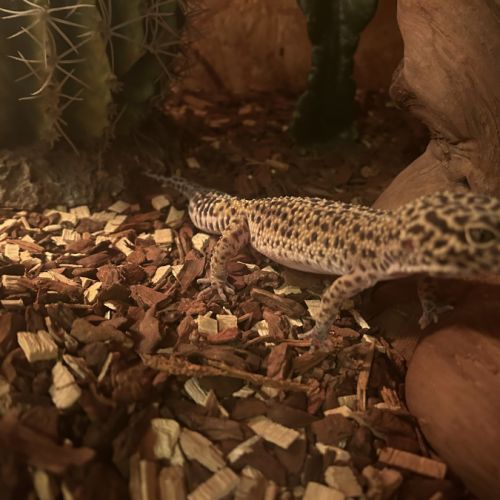 Magnifique terraruim équipé d’un couple gecko #5