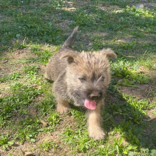 Chiot cairn terrier #6