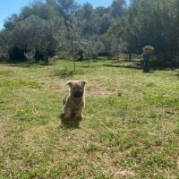 Chiot cairn terrier #2