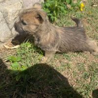Chiot cairn terrier #7