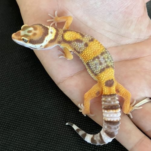 Geckos léopard de deux mois #2