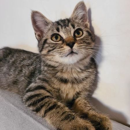 Charlie, adorable chaton femelle  à l'adoption