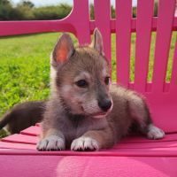 Husky x chien loup tchèque #5