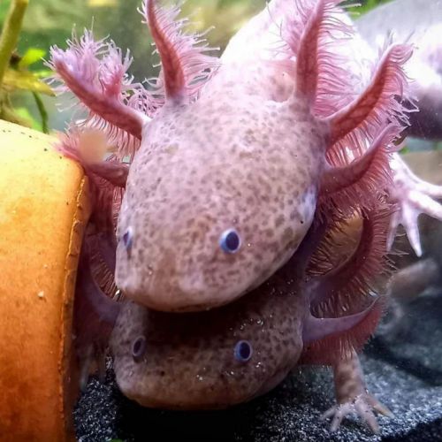 Axolotl mâle #0