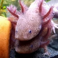 Axolotl mâle