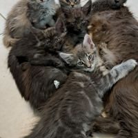 Chatons maine coon loof #6