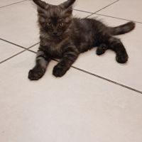 Chatons maine coon loof #8