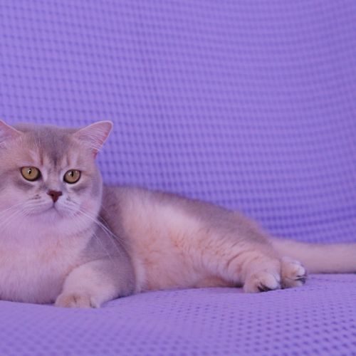Chat british shorthair - golden - reproduction #4