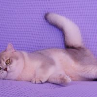 Chat british shorthair - golden - reproduction #2