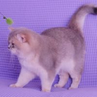 Chat british shorthair - golden - reproduction #3