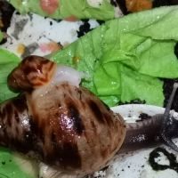 Escargots géants d'afrique #5