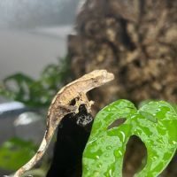 Gecko a crête juvénile