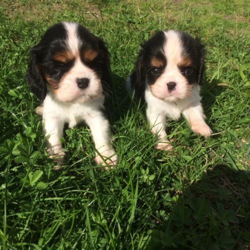 Chiots king charles - 3 males 1 femelle #1