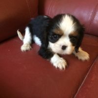 Chiots king charles - 3 males 1 femelle #0