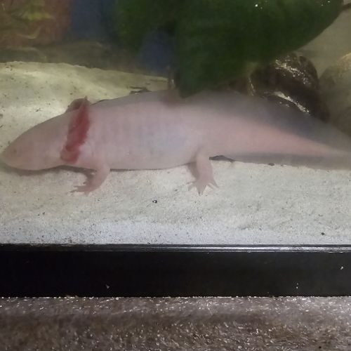 Axolotl amphibien #0
