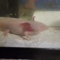 Axolotl amphibien #1