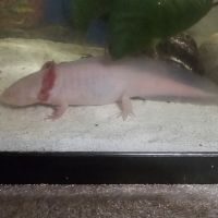 Axolotl amphibien