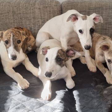 Chiot whippet lof
