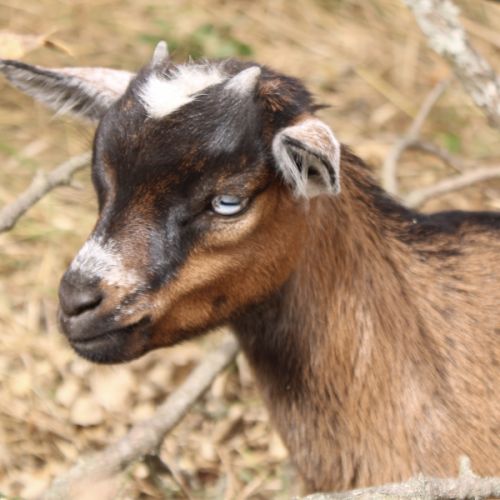 Chèvres miniatures aux yeux bleus #0