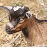 Chèvres miniatures aux yeux bleus