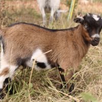 Chèvres miniatures aux yeux bleus #6