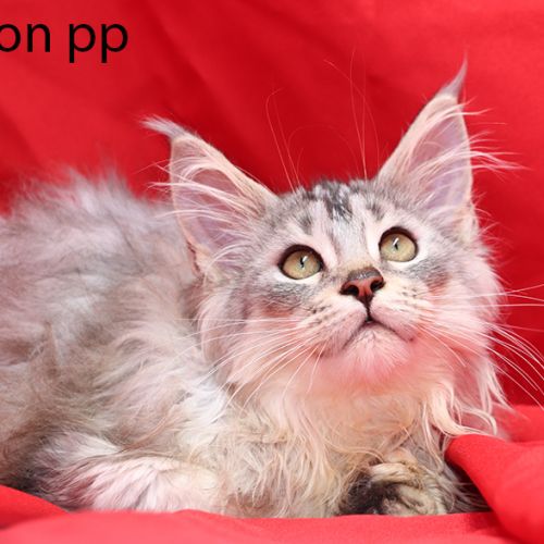 Chaton maine coon loof polydactyle